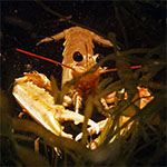 Nephrops norvegicus